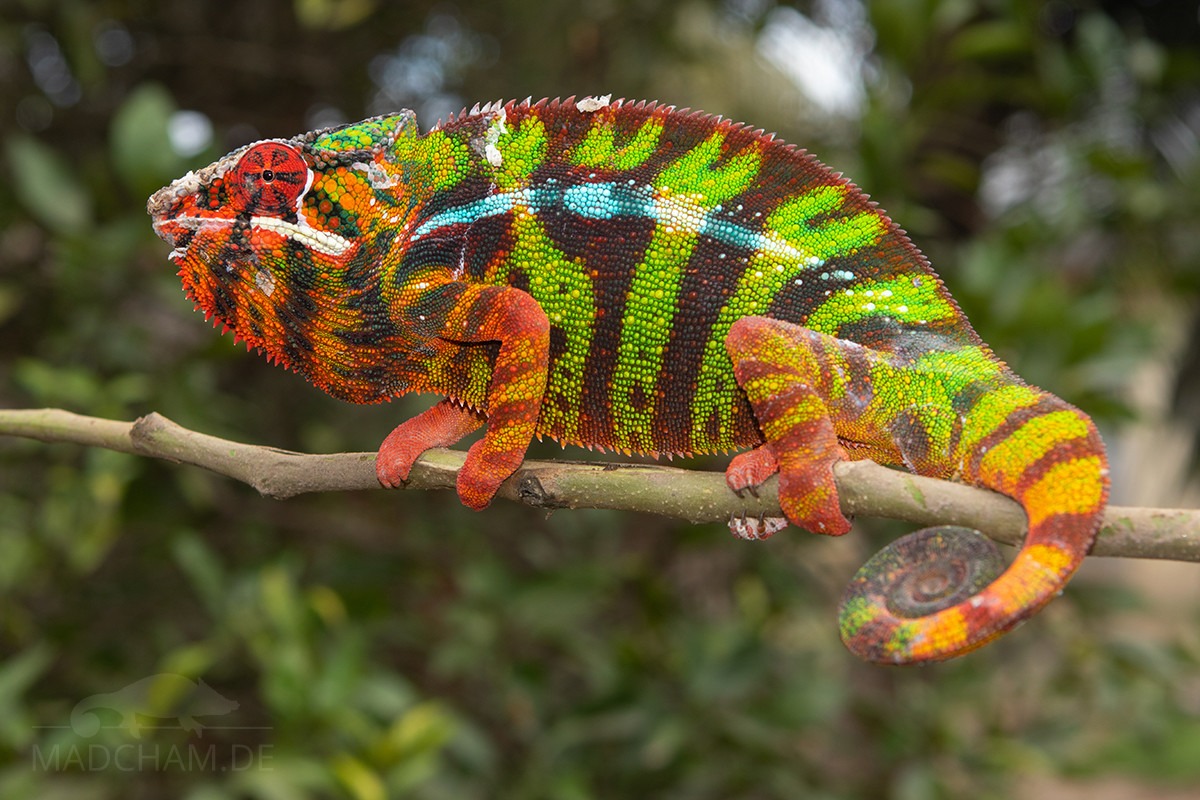 Sera Geschaft 1 Sera Geschaft -Sera Geschaft Furcifer pardalis Lokalform Samb