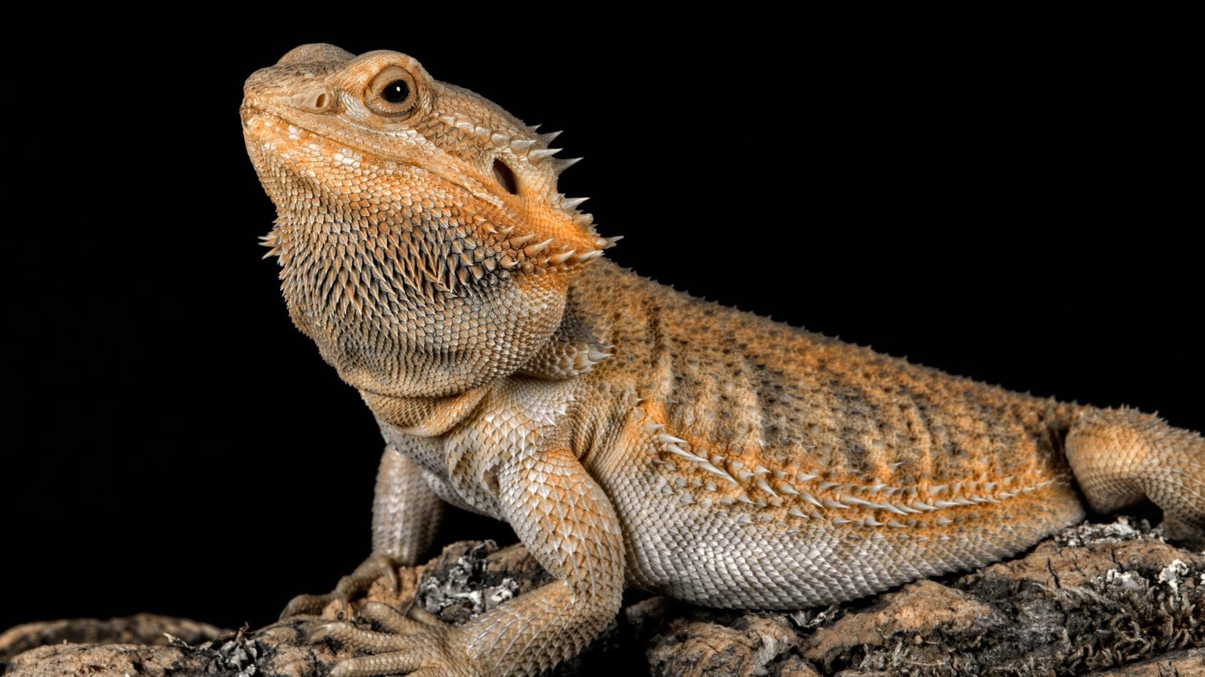 Sera Geschaft -Sera Geschaft csm Reptilien 1 ab8367d512